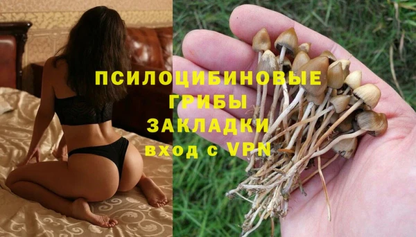прущие грибы Арсеньев